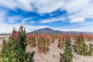 Chile